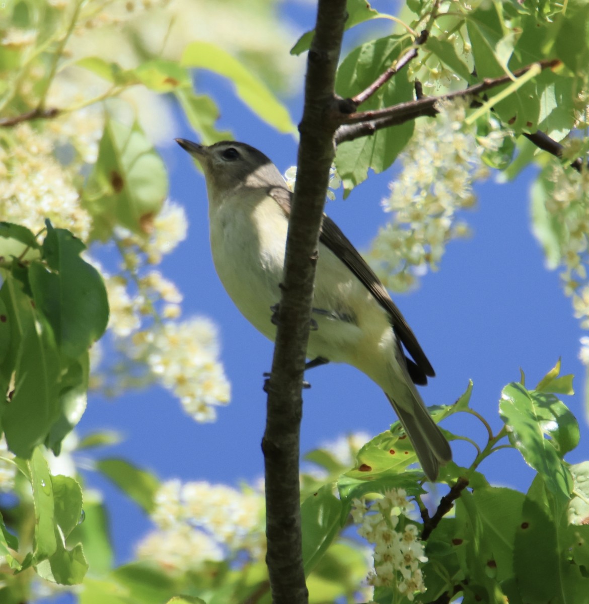 Warbling Vireo - ML618775173