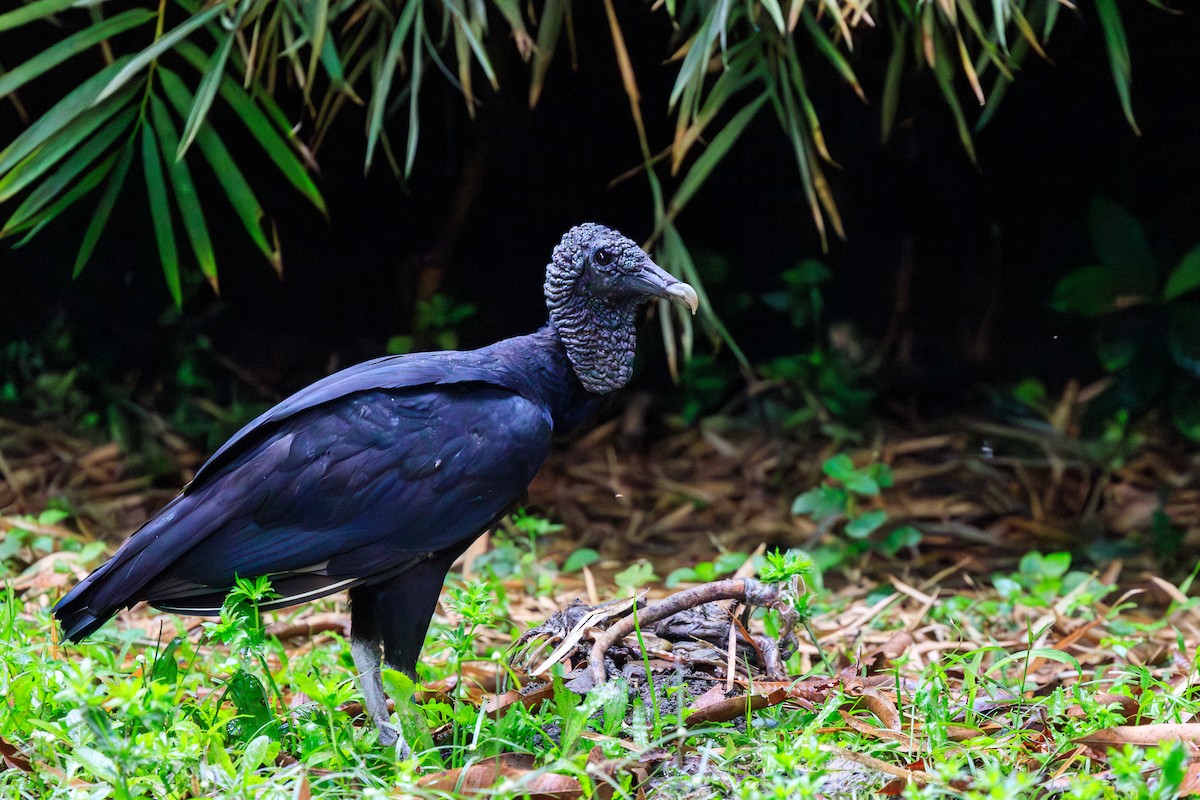 Black Vulture - Oscar David Solano