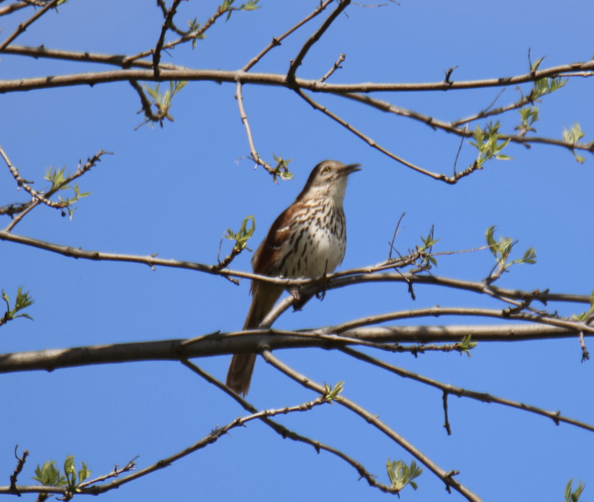 Brown Thrasher - ML618775198