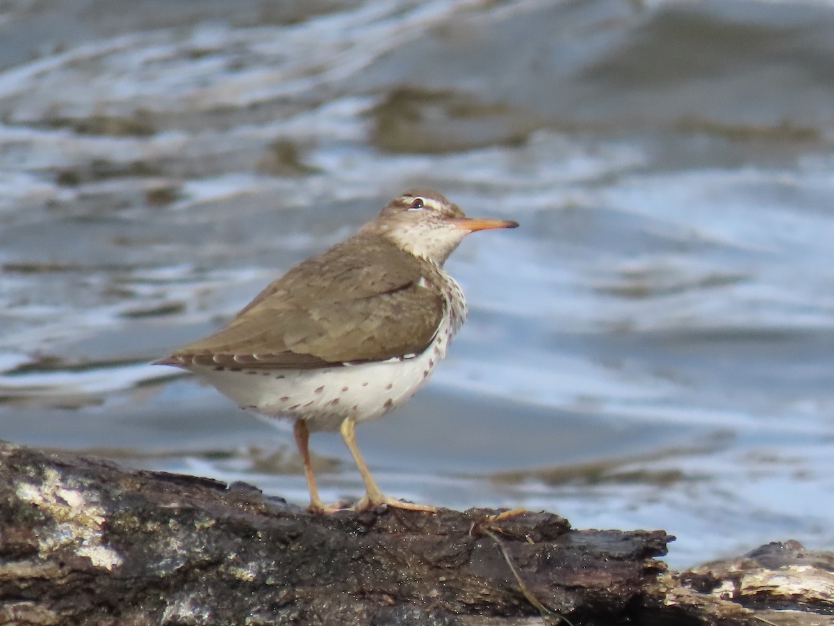 Spotted Sandpiper - Michael  Moss