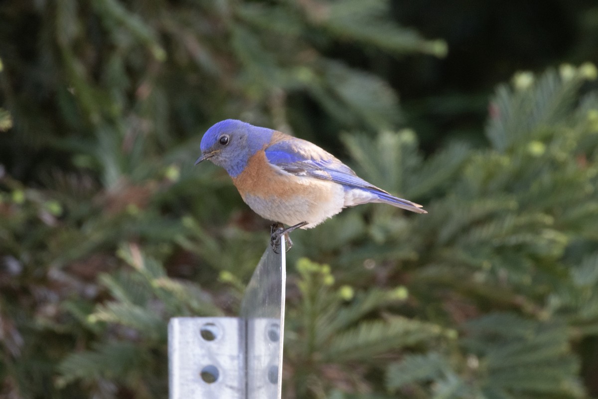 Western Bluebird - Marcelo Corella