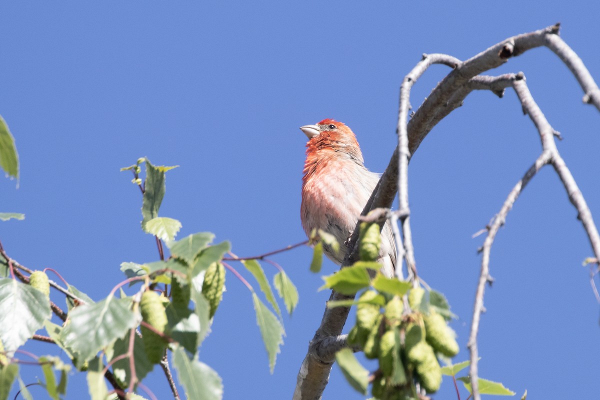 House Finch - Marcelo Corella