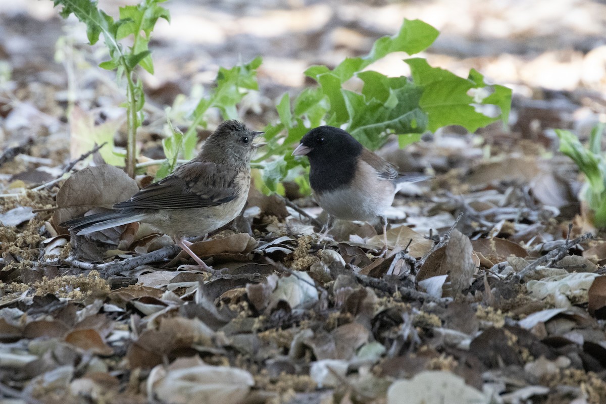 Junco Ojioscuro - ML618775223