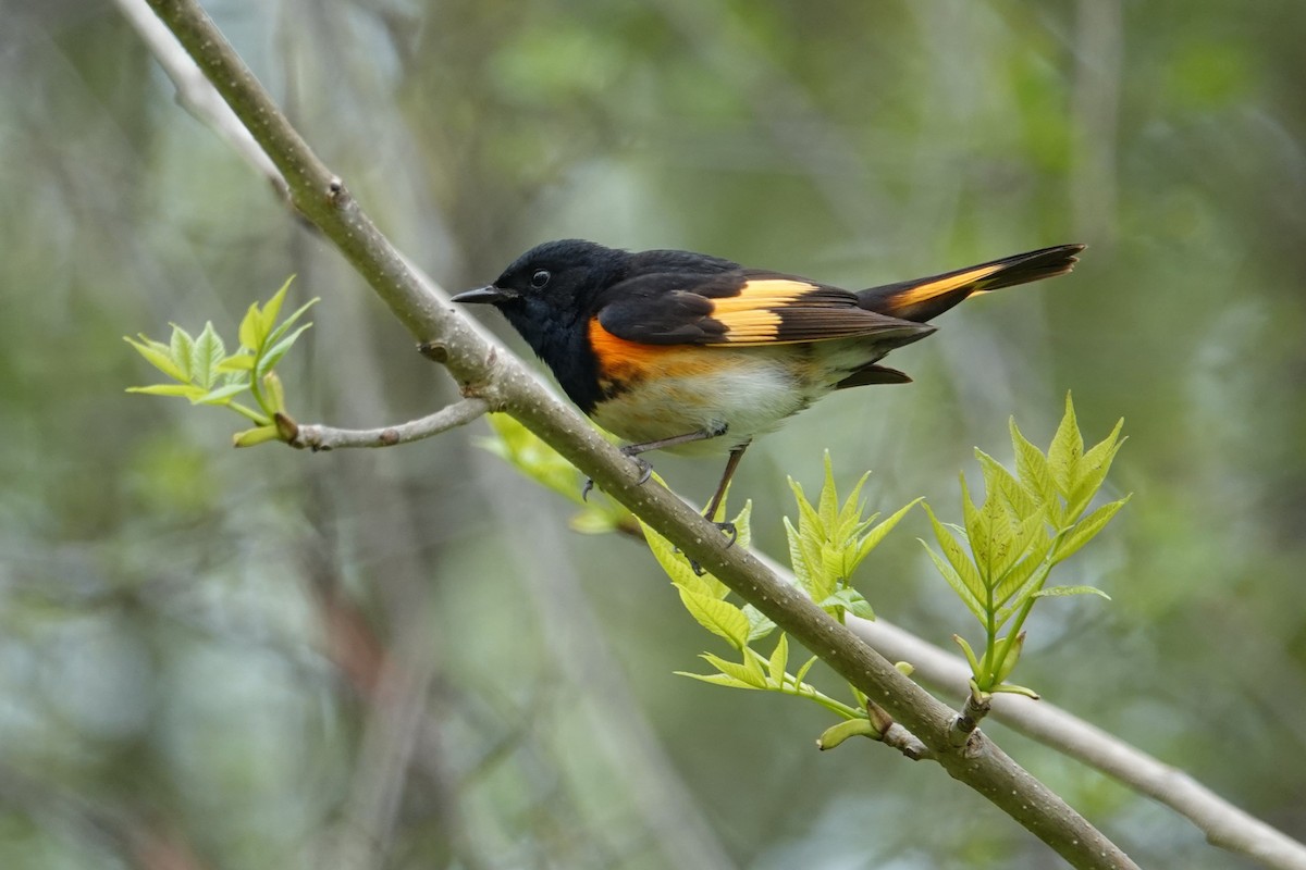 American Redstart - George Wallace