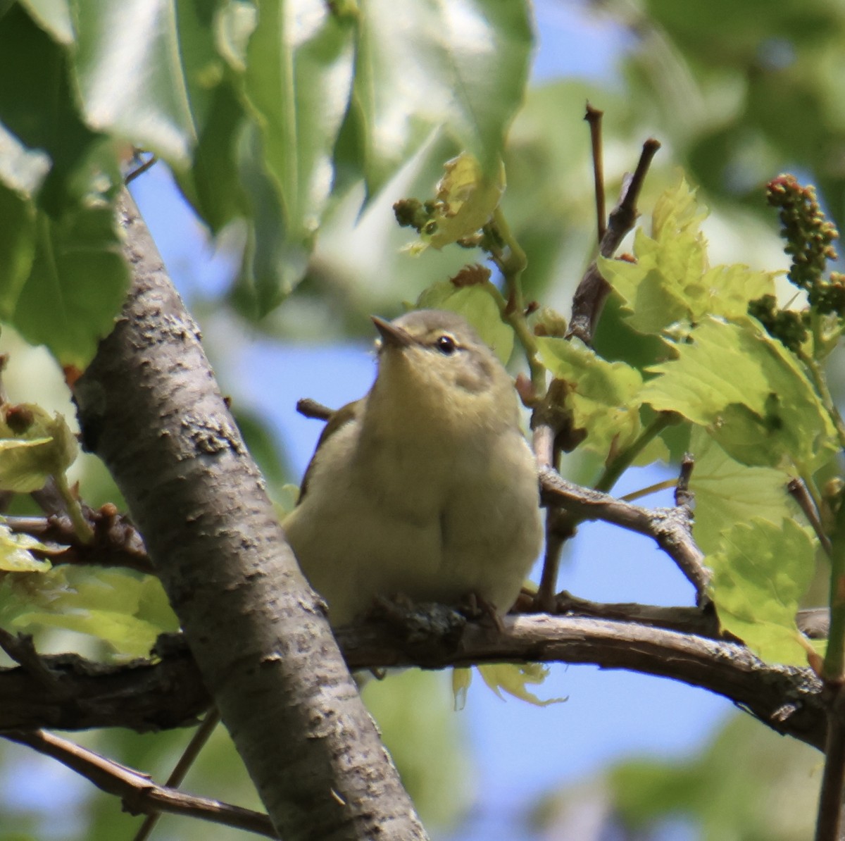 Tennessee Warbler - ML618775233