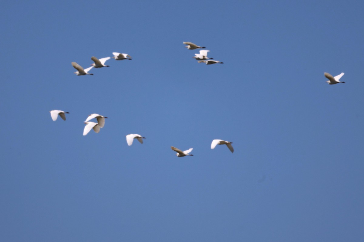 Western Cattle Egret - Anonymous