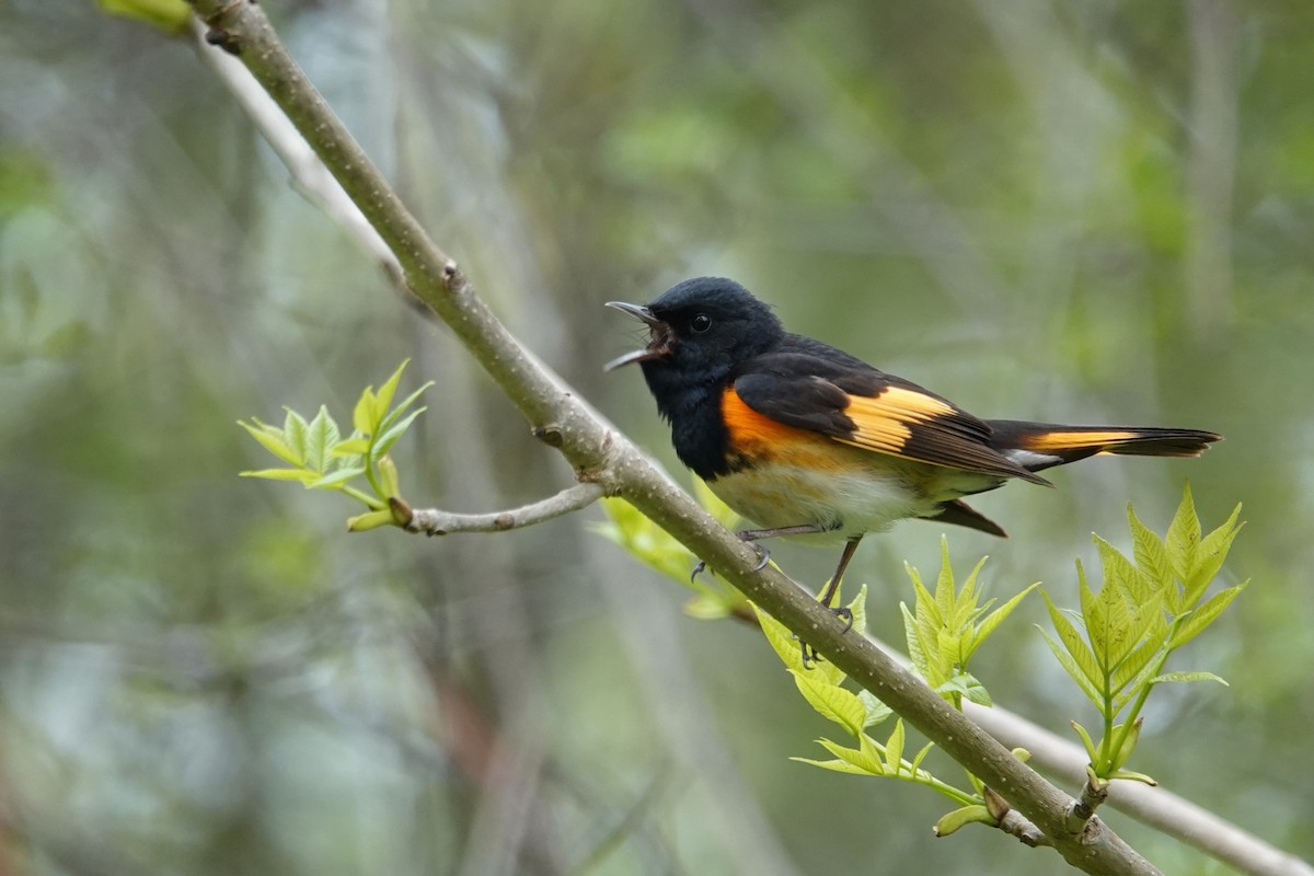 American Redstart - George Wallace