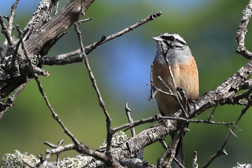 Rock Bunting - Paul (Mac) Smith   🦅