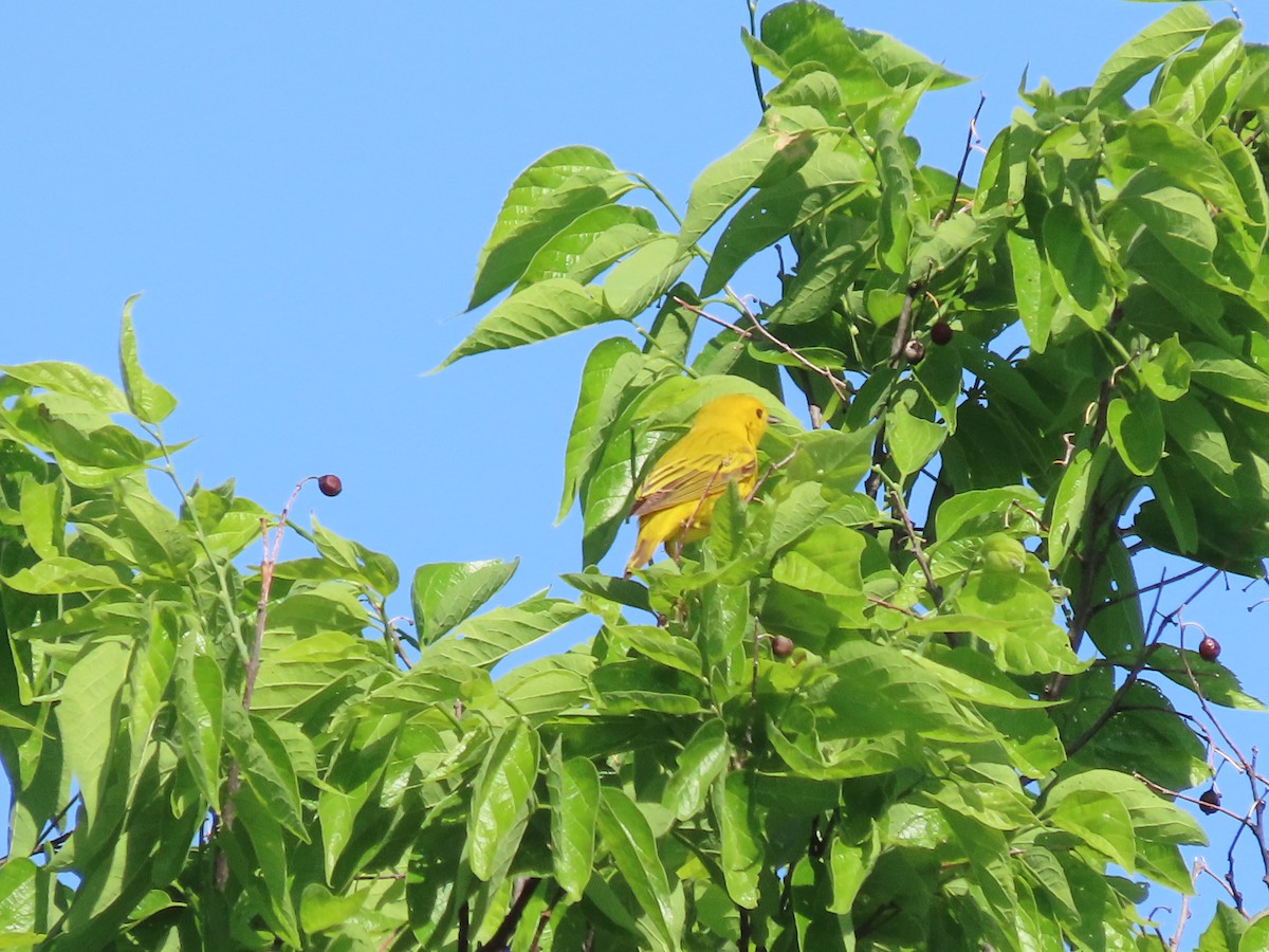 Yellow Warbler - Dick Zerger