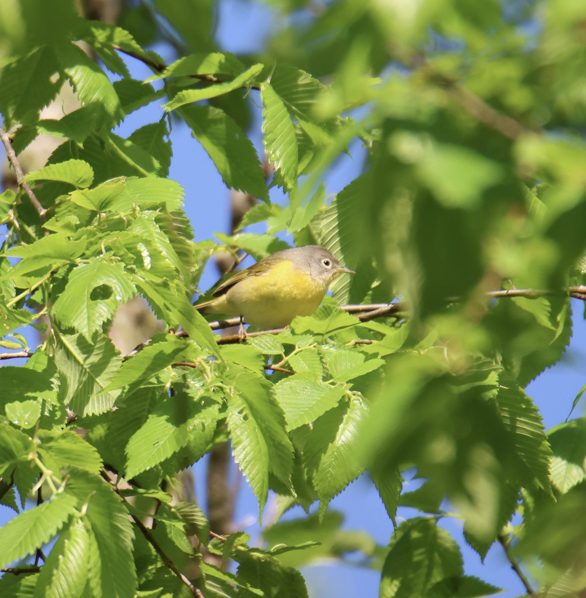 Nashville Warbler - ML618775276