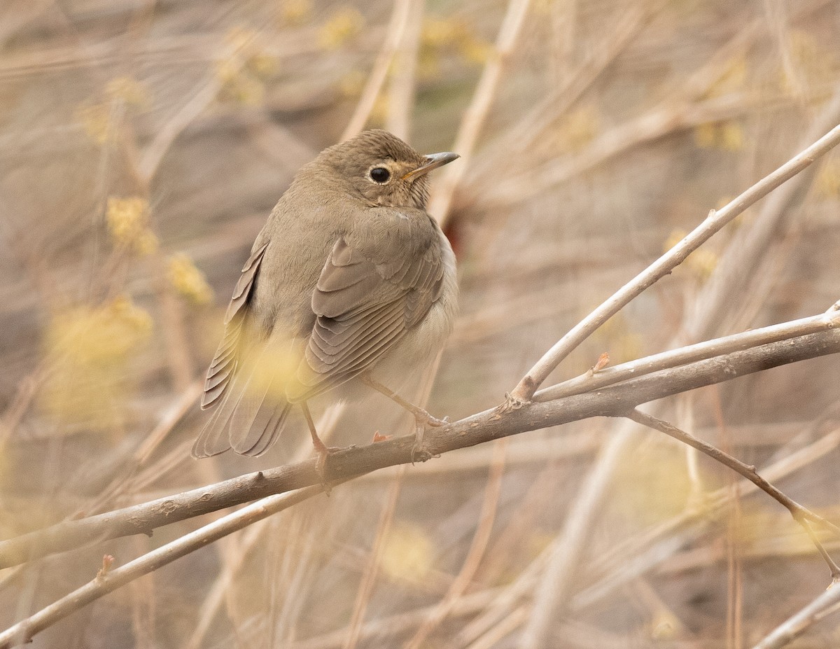 Swainson's Thrush - Ethan Cleveland