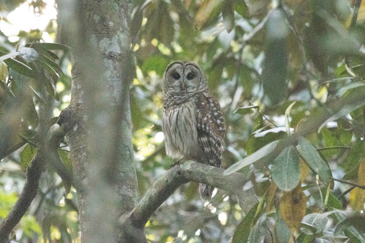 Barred Owl - Ed Vigezzi