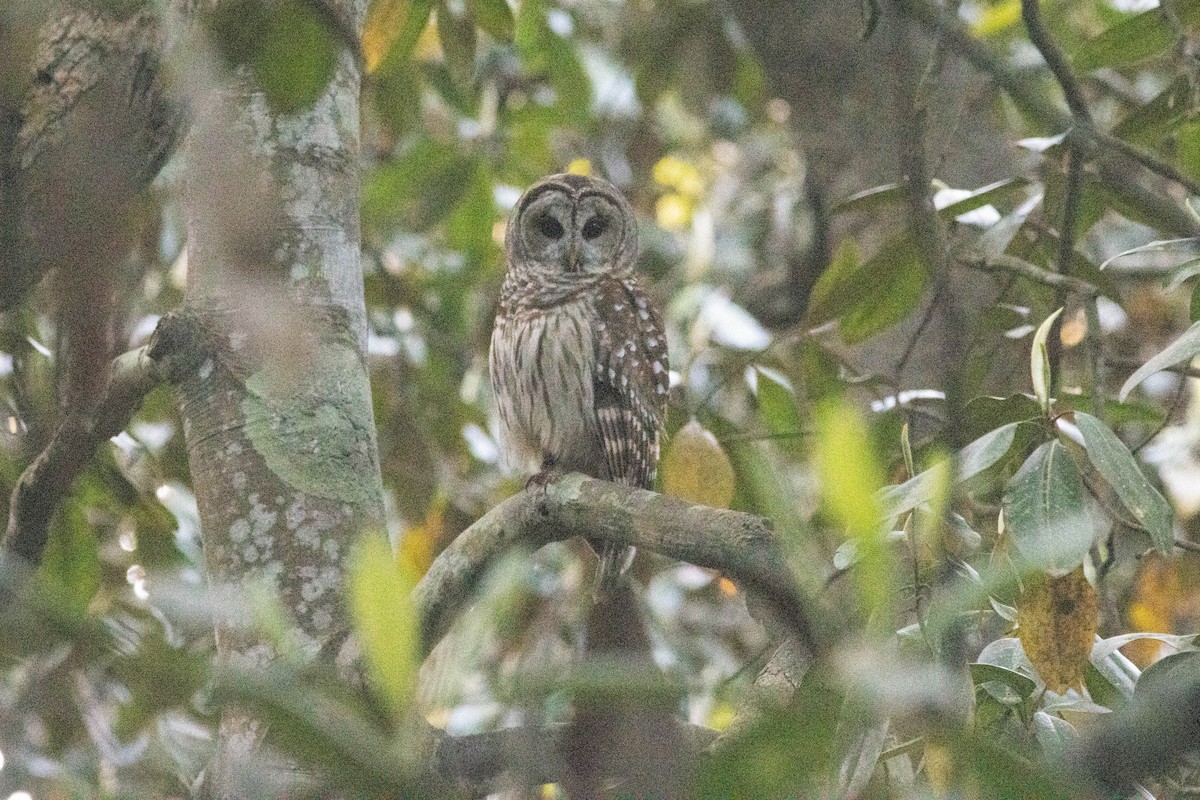 Barred Owl - Ed Vigezzi