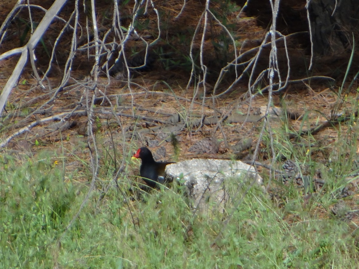 Eurasian Moorhen - Müslüm Sarıkaya