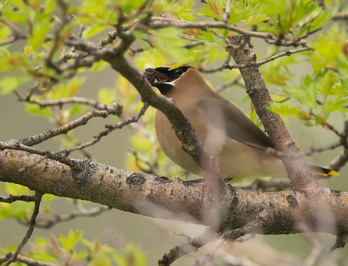 Cedar Waxwing - Ethan Cleveland