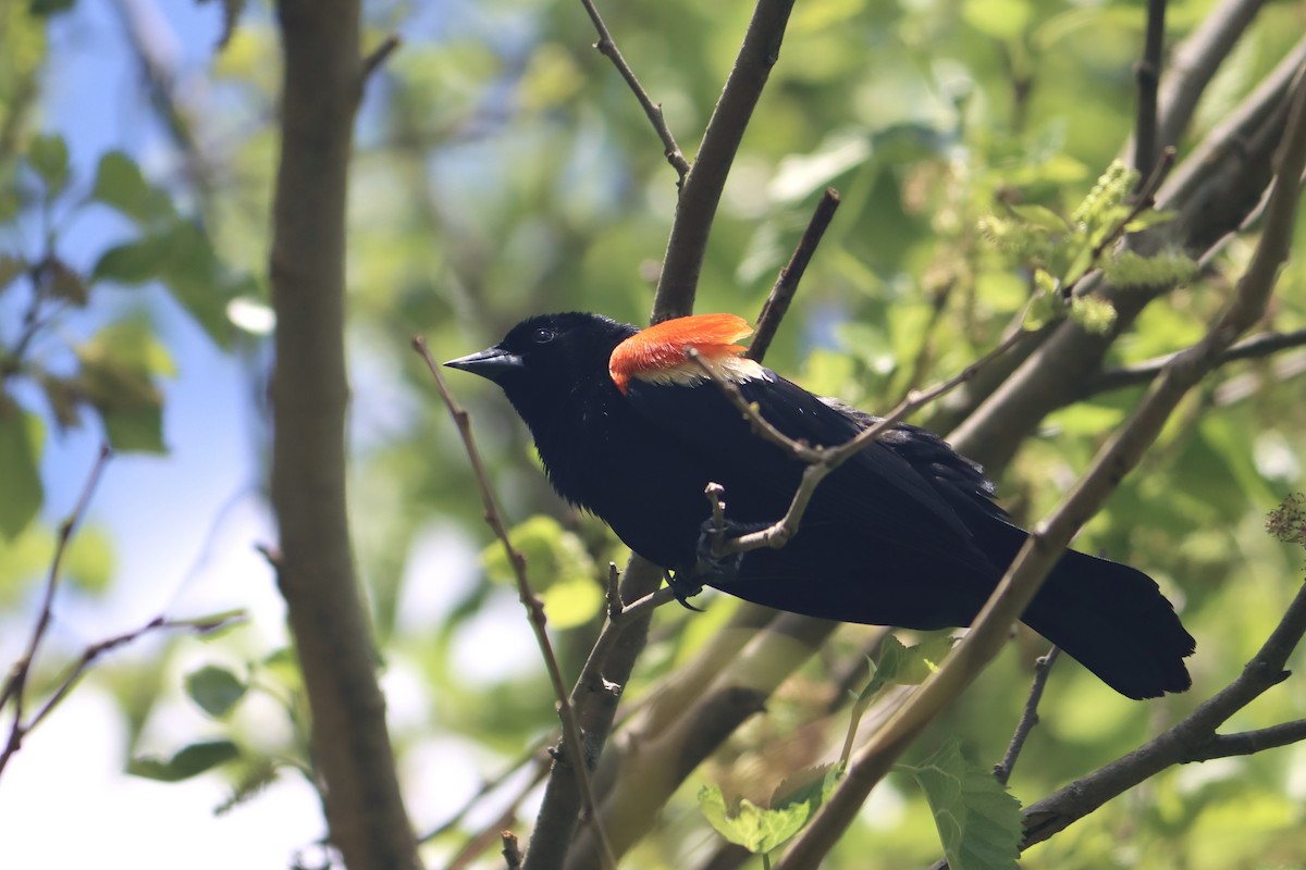 Red-winged Blackbird - Lisa Benjamin