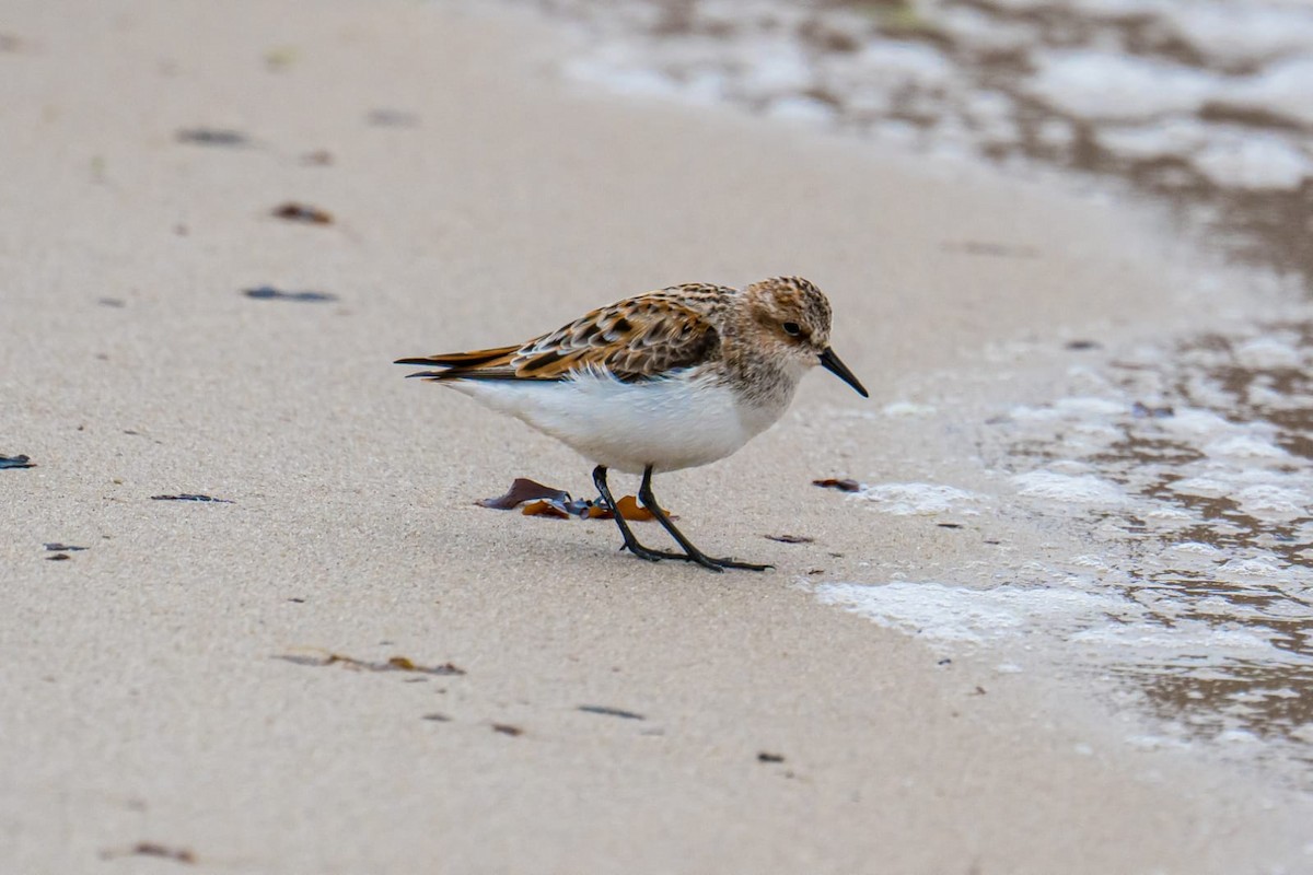 Little Stint - ML618775339