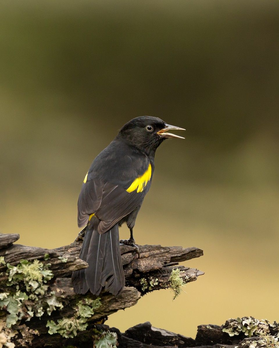 Golden-winged Cacique - Leandro Paiva