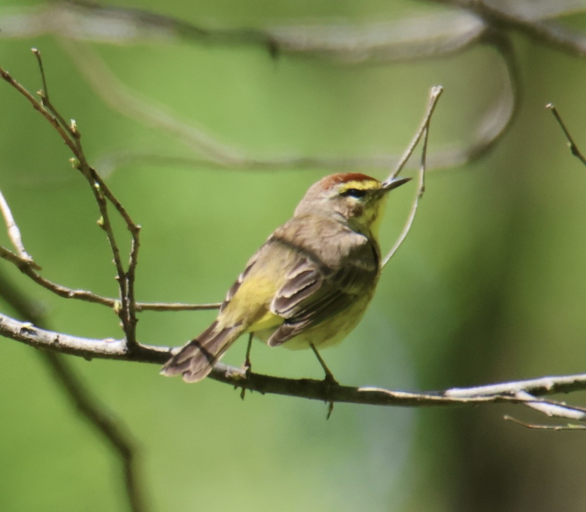 Palm Warbler - ML618775347
