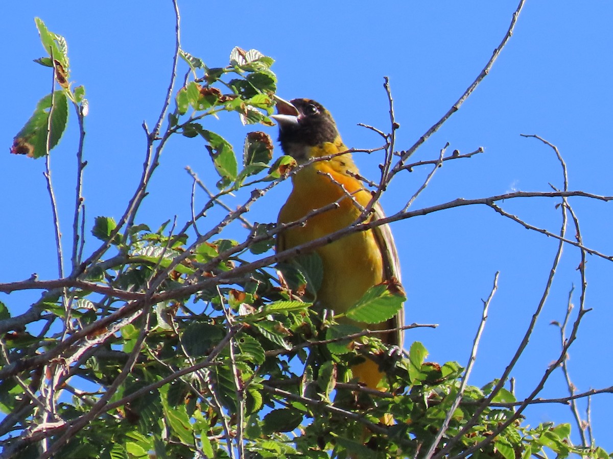 Baltimore Oriole - Dick Zerger