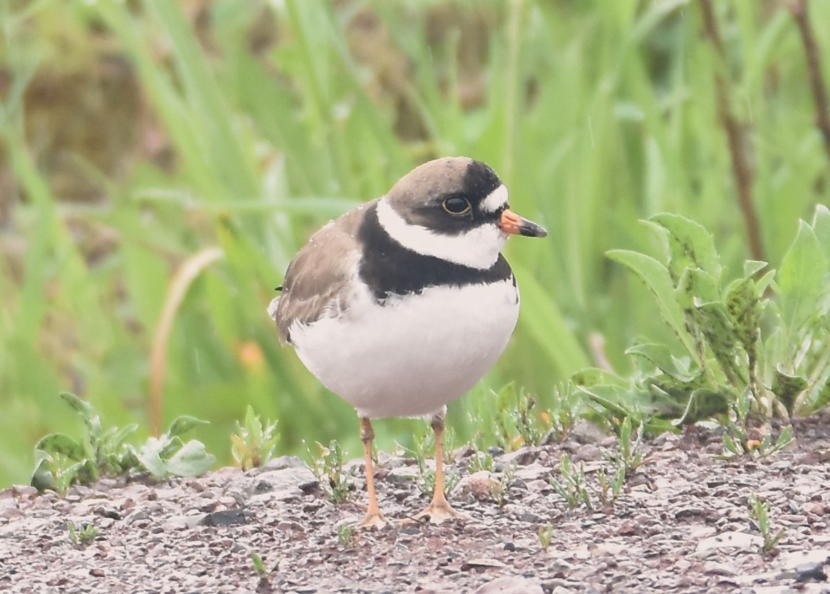 Semipalmated Plover - ML618775366