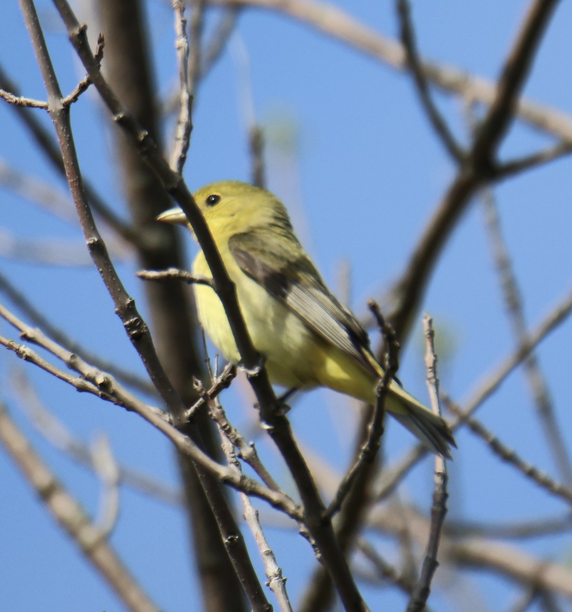 Scarlet Tanager - ML618775370