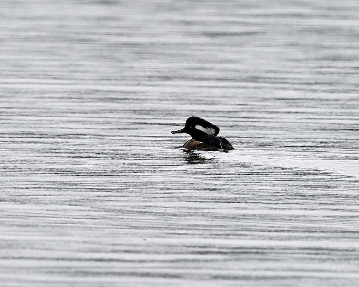 Hooded Merganser - ML618775371