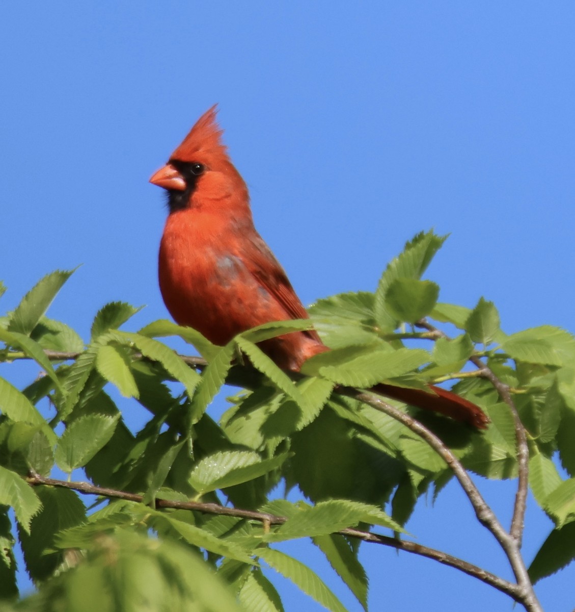 Northern Cardinal - Kathryn Deetz 🦢