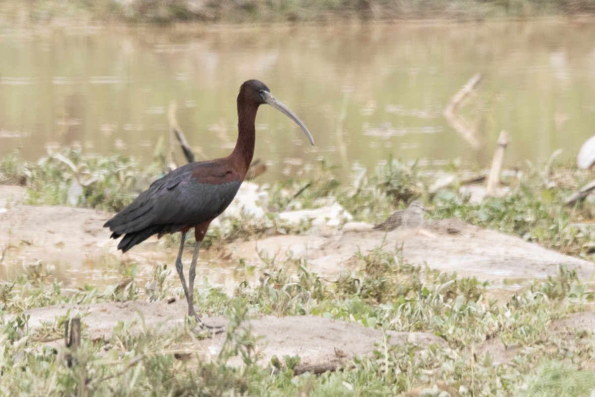 ibis hnědý - ML618775394