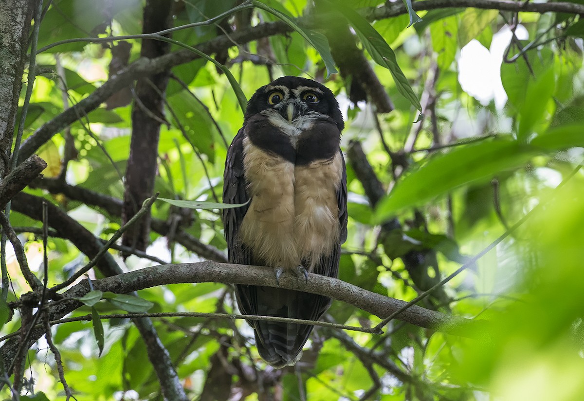 Spectacled Owl - Giovanni Conca