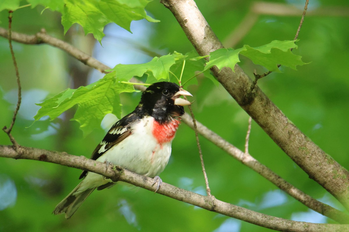 Rose-breasted Grosbeak - ML618775408