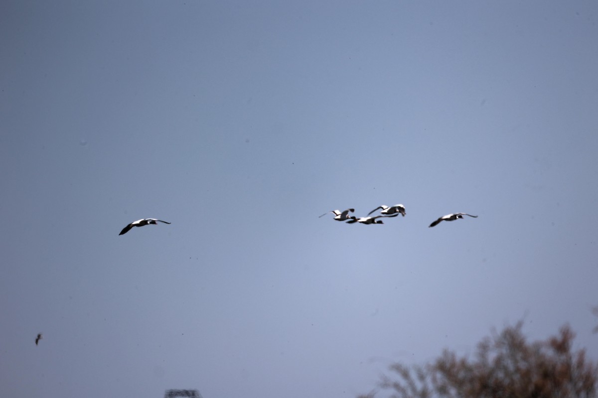 Common Shelduck - ML618775415