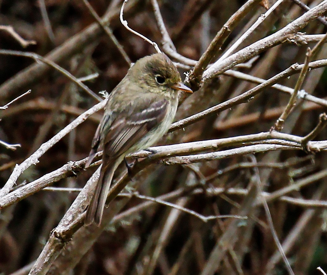 Willow Flycatcher - ML618775416