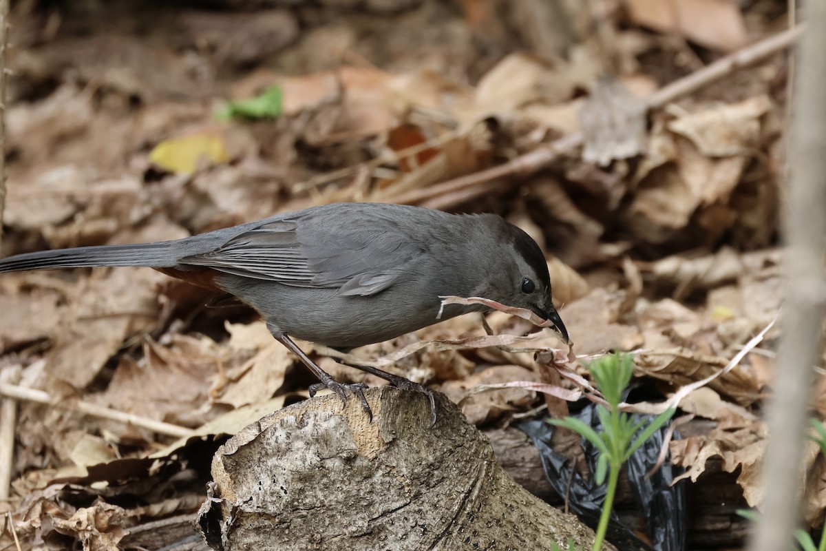 Gray Catbird - E R