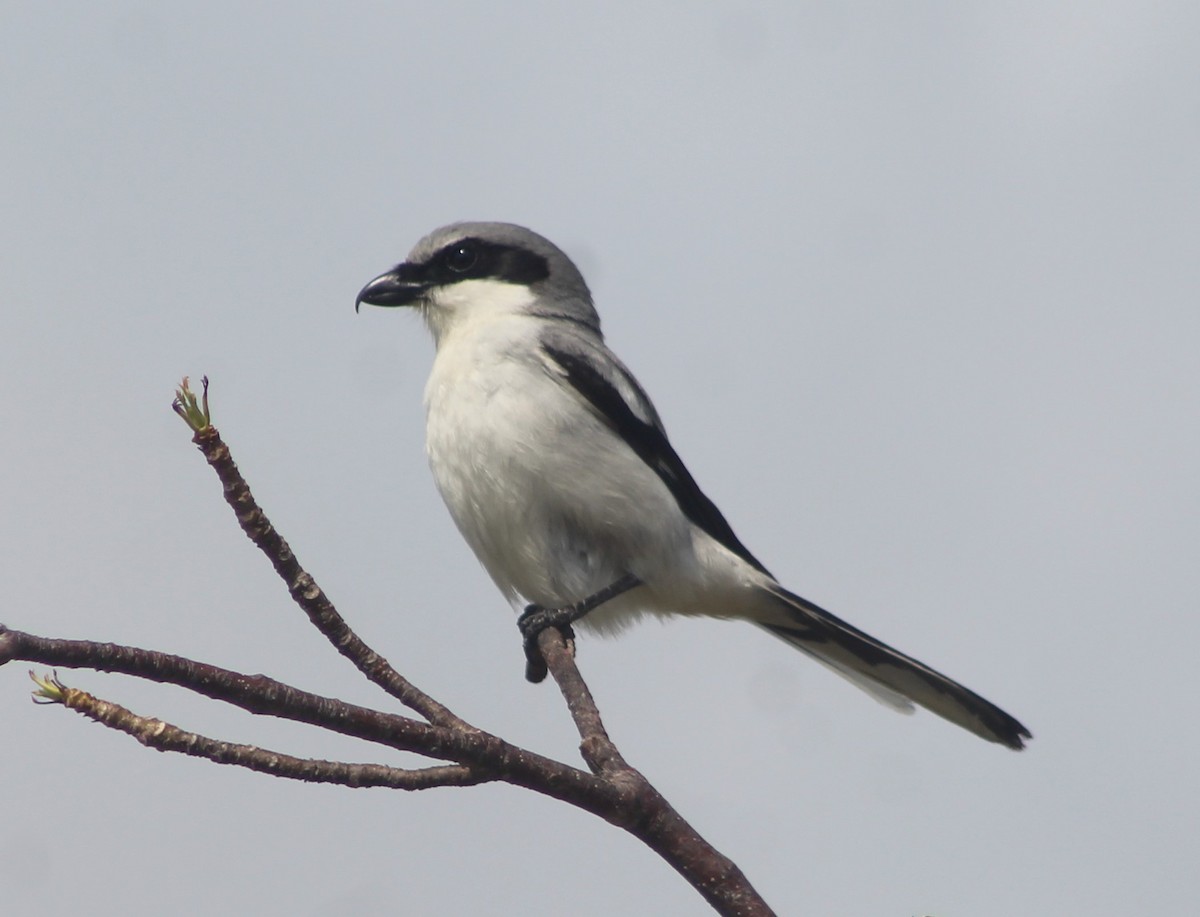 Loggerhead Shrike - Anna Nesterovich