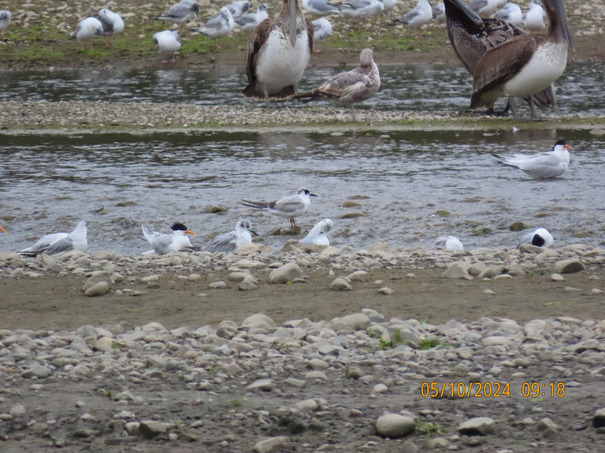 Forster's Tern - Dawn Garcia