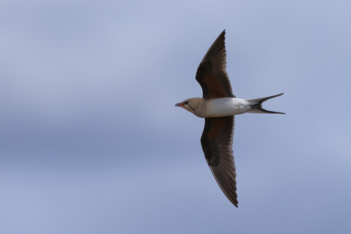 Collared Pratincole - Paul (Mac) Smith   🦅