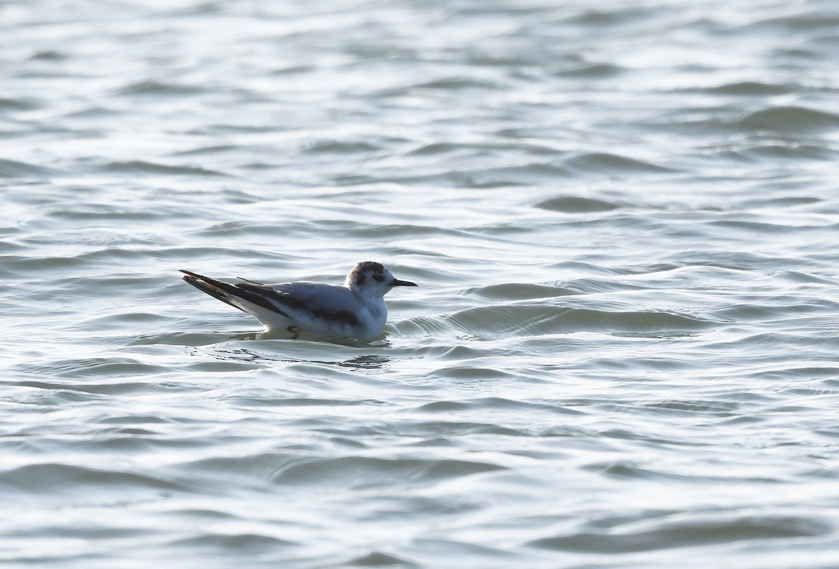 Little Gull - Joshua Vandermeulen