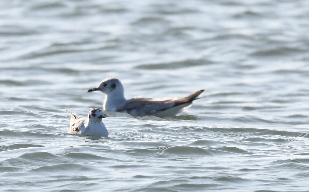 Little Gull - Joshua Vandermeulen