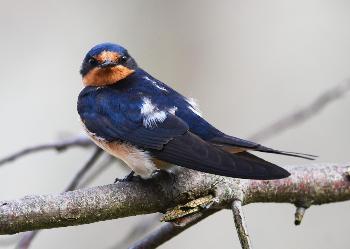 Barn Swallow - Joshua Vandermeulen