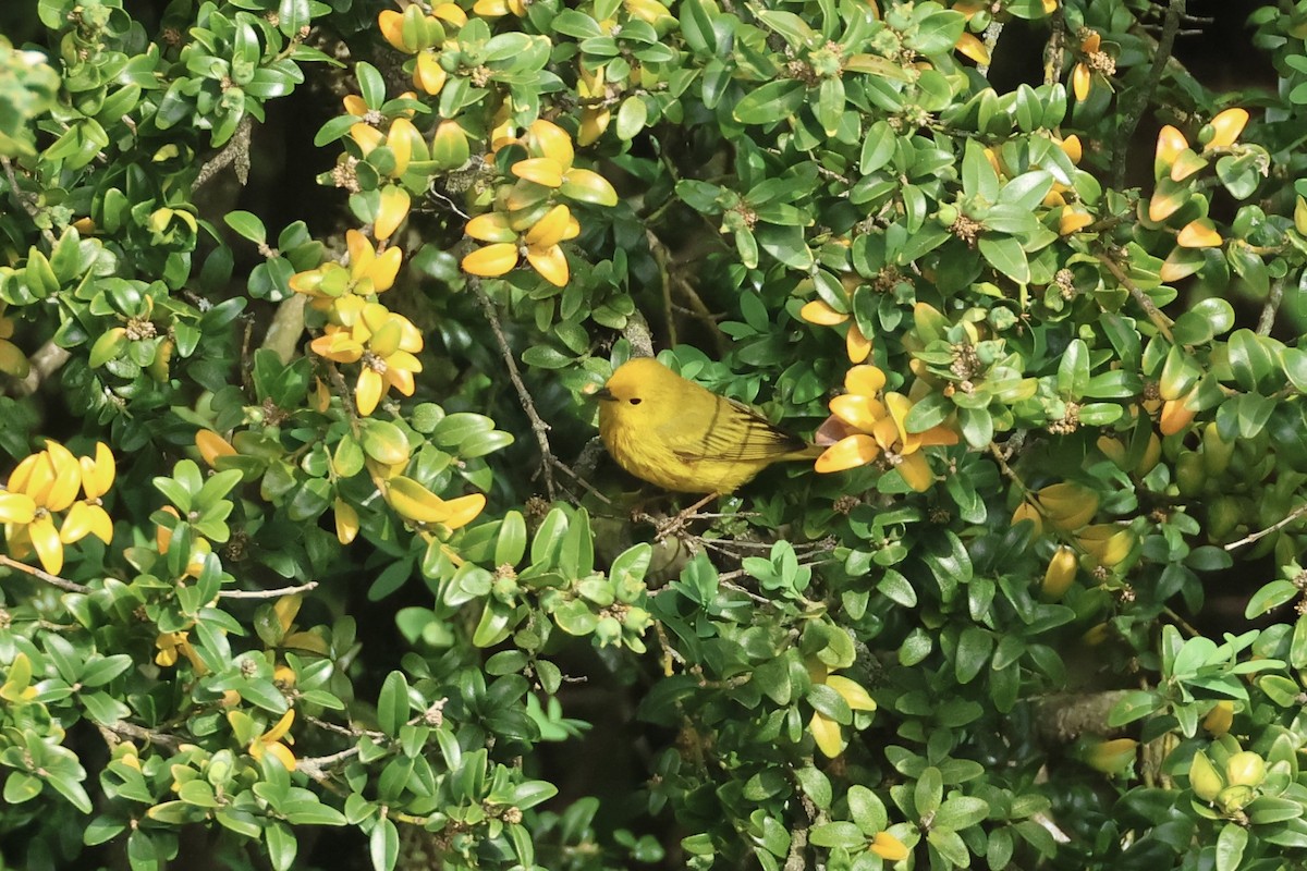 Yellow Warbler - ML618775510