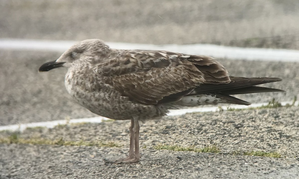 Gaviota Sombría - ML618775519