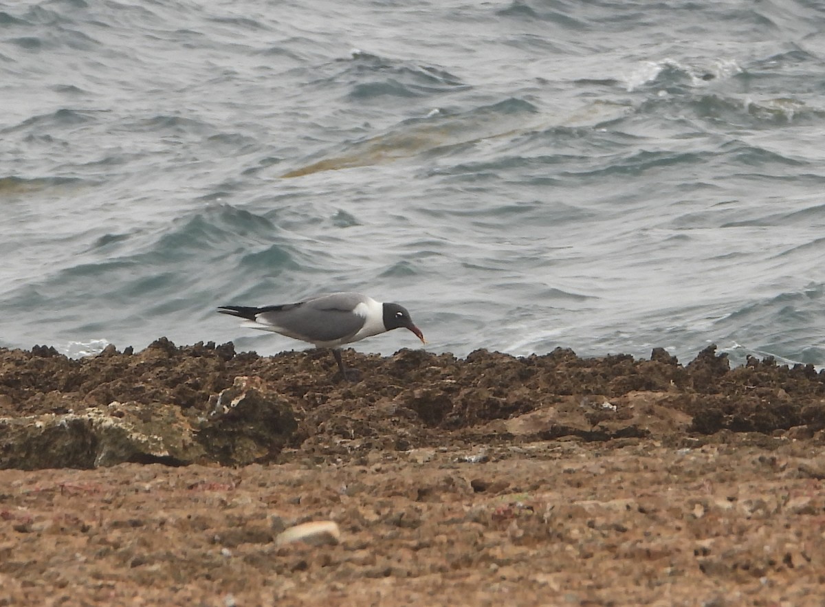 Laughing Gull - Cisca  Rusch