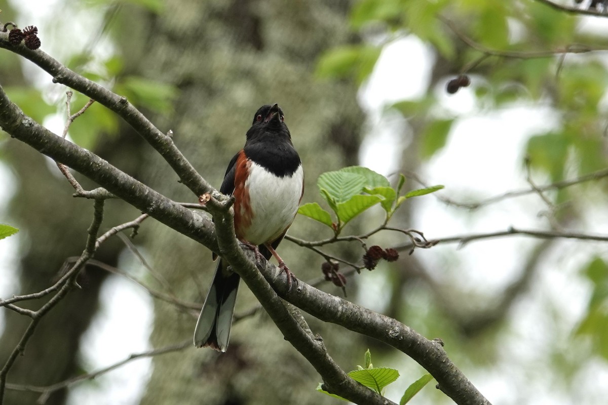 Eastern Towhee - George Wallace