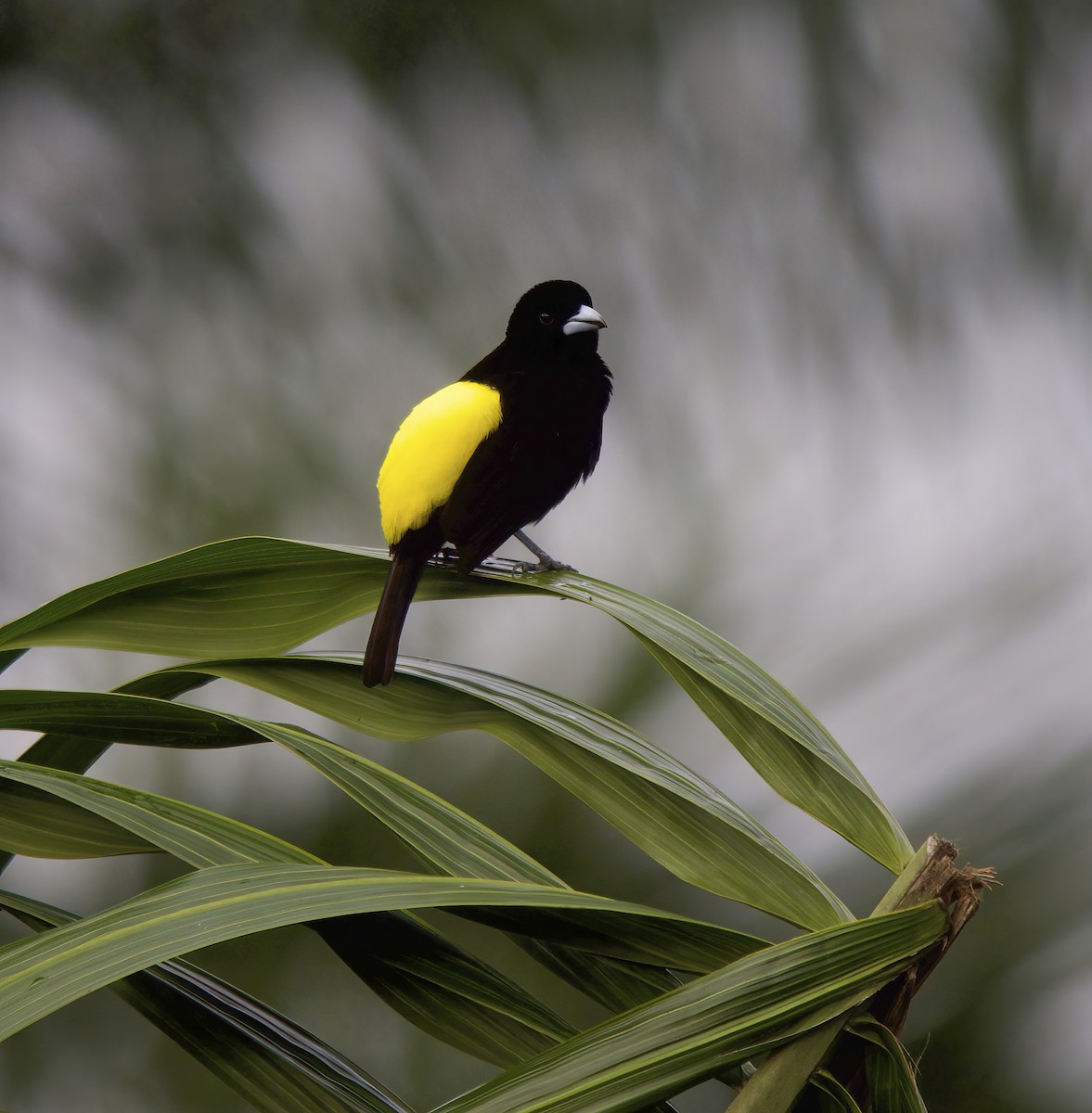 Flame-rumped Tanager - Wayne Gillatt