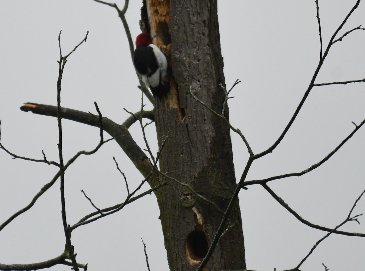 Red-headed Woodpecker - ML618775538