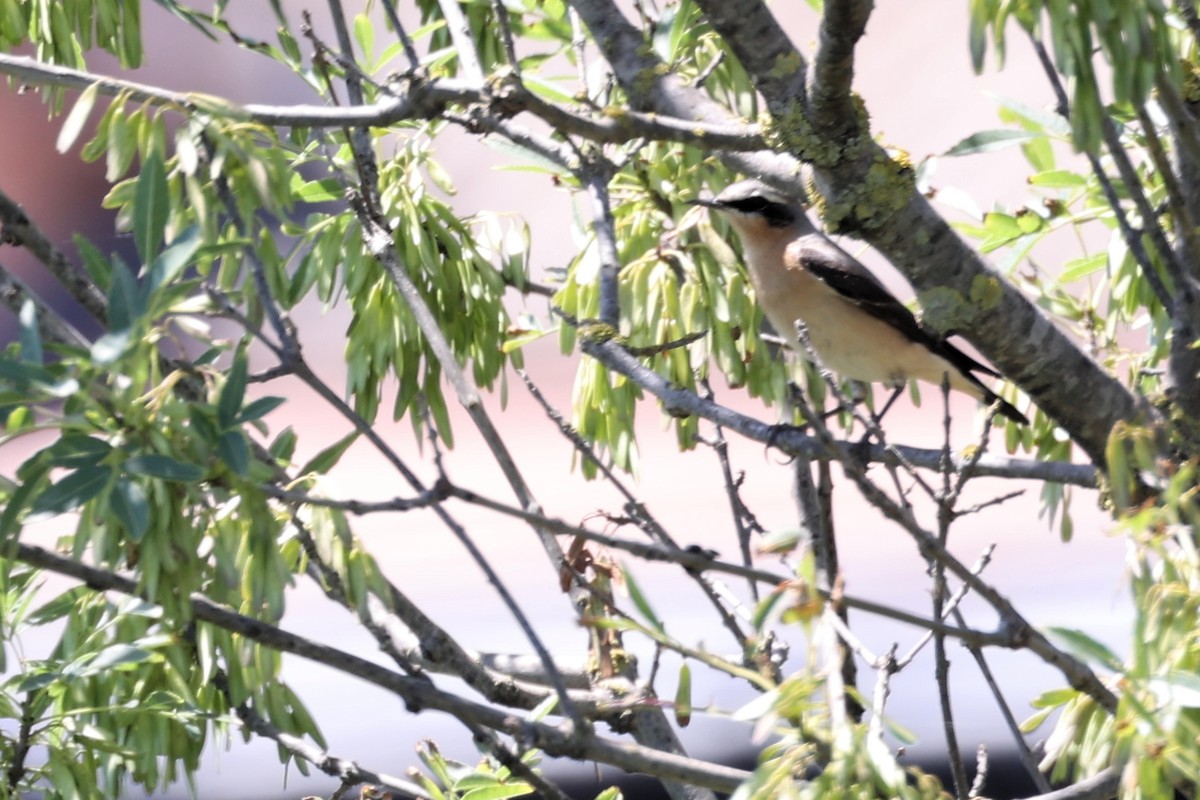 Northern Wheatear - ML618775549