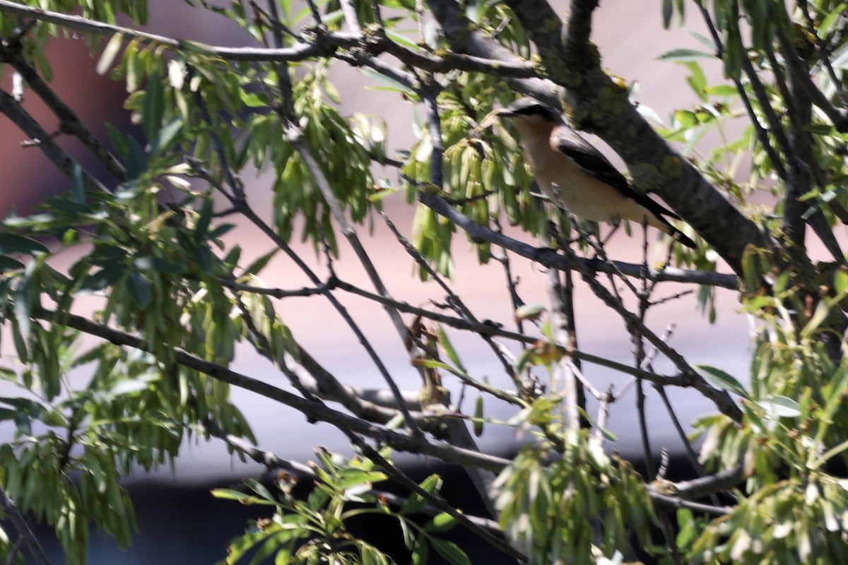 Northern Wheatear - ML618775550