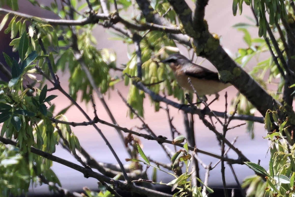 Northern Wheatear - ML618775551