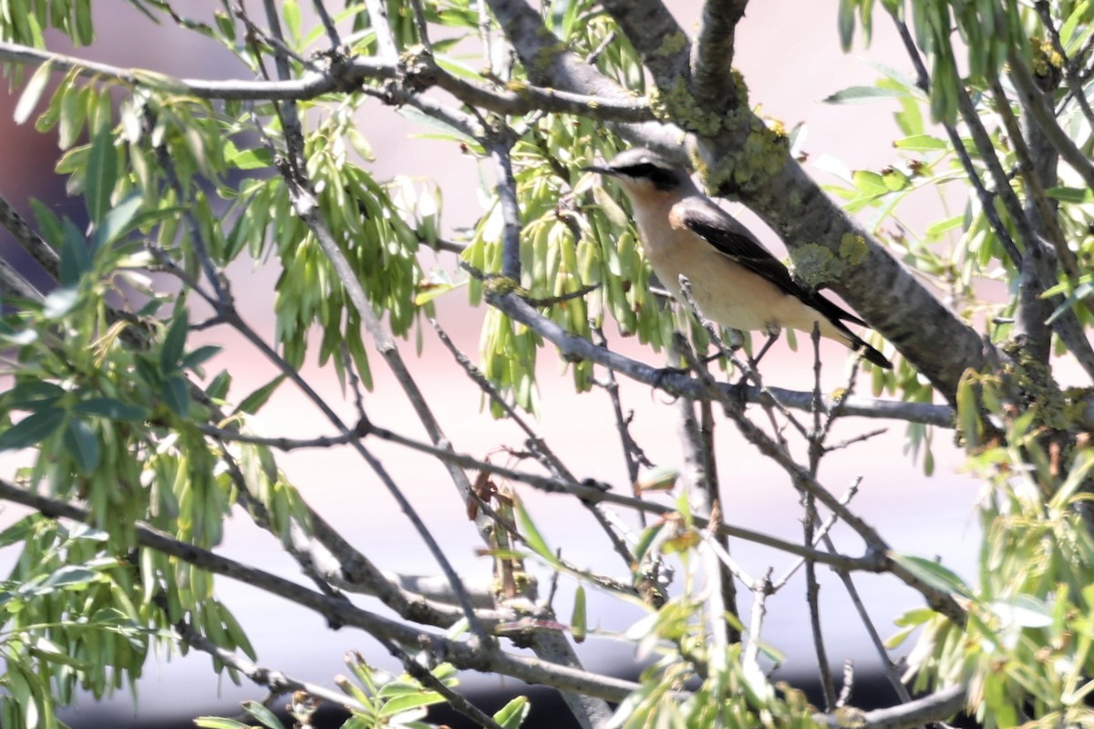 Northern Wheatear - ML618775552